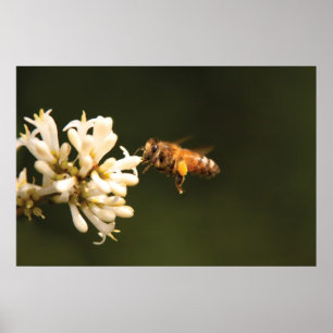 Bee - Honey I'm home ポスター
