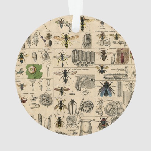 Bee Insect Bug Wasp Natural History Bees オーナメント (裏面)