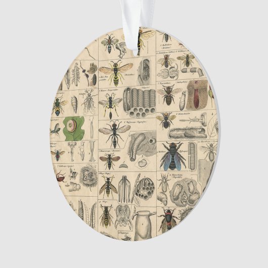 Bee Insect Bug Wasp Natural History Bees オーナメント (正面)