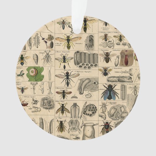 Bee Insect Bug Wasp Natural History Bees オーナメント (正面)