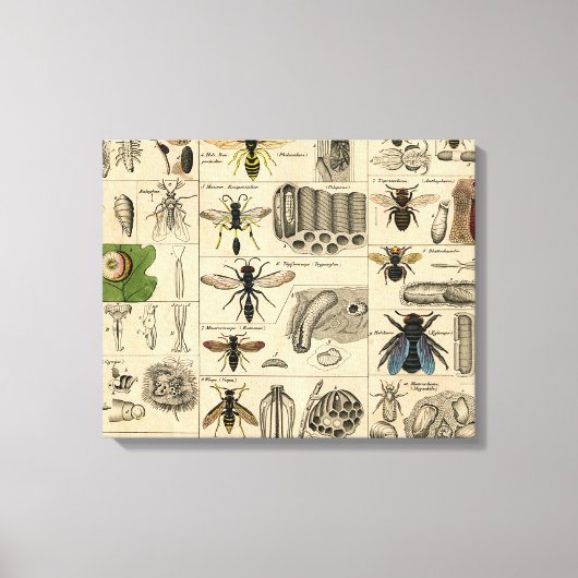 Bee Insect Bug Wasp Natural History Bees キャンバスプリント (正面)