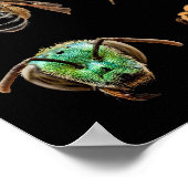 Bee Magnified Photos photos bugs写真ハチ ポスター (角)