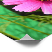 Bee On A Cosmosフォトプリント ポスター (角)