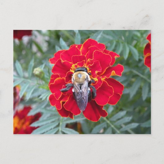 Bee on a Flowerはがき ポストカード (正面)