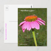 Bee on a Pink Coneflower Postagrapes ポストカード (正面/裏面)