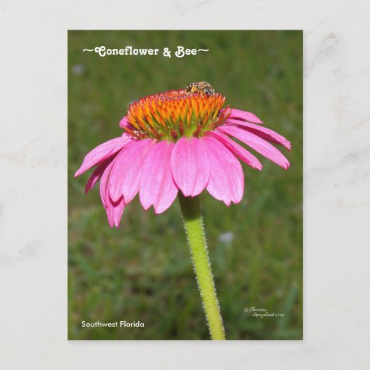 Bee on a Pink Coneflower Postagrapes ポストカード (正面)