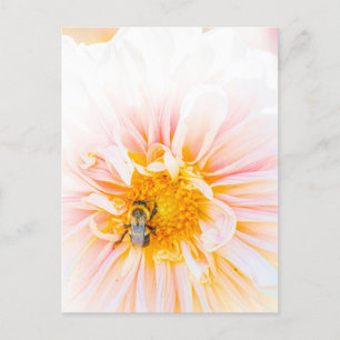 Bee on a Pink Dahliaフォトポストカード ポストカード