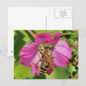 Bee on a Wildflower Photo ポストカード (正面/裏面)