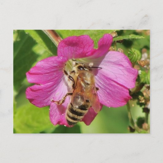 Bee on a Wildflower Photo ポストカード (正面)