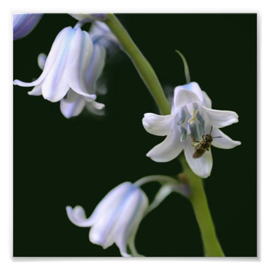Bee On Bluebell Flower Close Up 8x8 フォトプリント (正面)