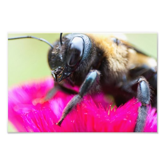 Bee on Celosia，オハイオ フォトプリント (正面)