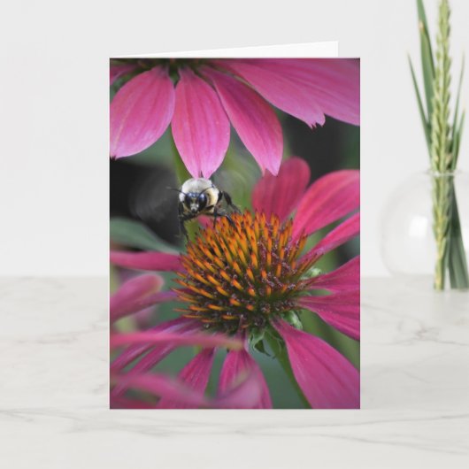 Bee on Coneflower,カード カード (正面)