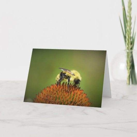Bee on Coneflower,カード カード (正面)