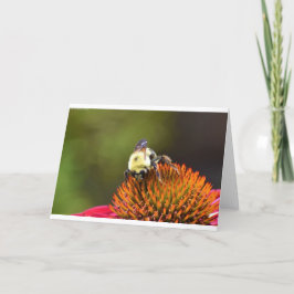 Bee on Coneflower,カード カード
