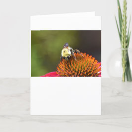 Bee on Coneflower,カード カード