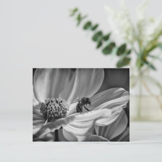 Bee on Cosmo Flower – はがき (スタンド正面)