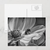 Bee on Cosmo Flower – はがき (正面/裏面)