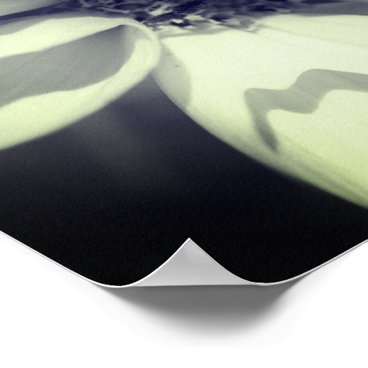 Bee On Cosmos花Black And White ポスター (角)