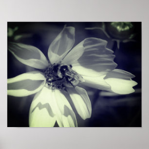 Bee On Cosmos花Black And White ポスター