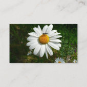Bee on Daisy Alaskan Summer Nature Photo 名刺 (裏面)