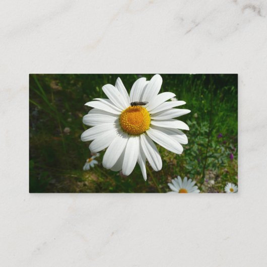 Bee on Daisy Alaskan Summer Nature Photo 名刺 (裏面)