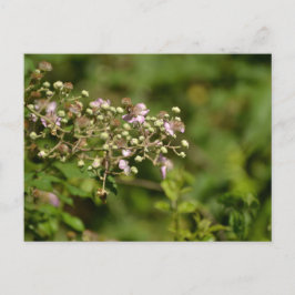 Bee on flower ポストカード