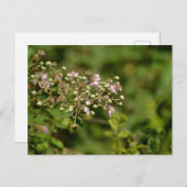 Bee on flower ポストカード (正面/裏面)