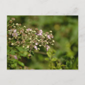 Bee on flower ポストカード (正面)