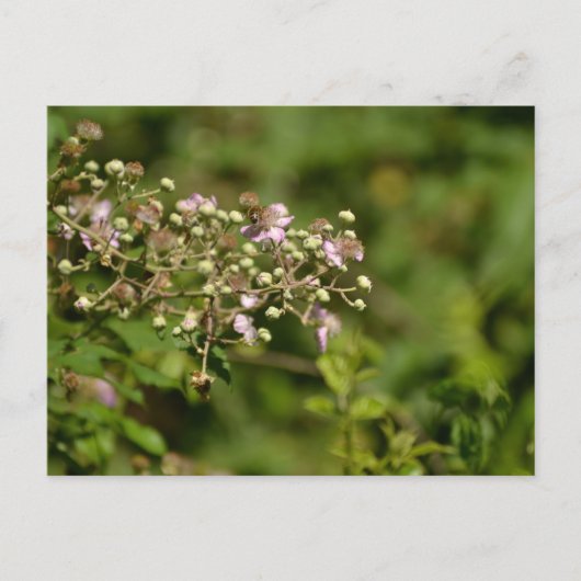 Bee on flower ポストカード (正面)