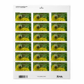 Bee on Goldenrod, Solidago ラベル (フルシート)