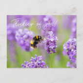 Bee On Lavender'考え S Of Youポストカード ポストカード (正面)