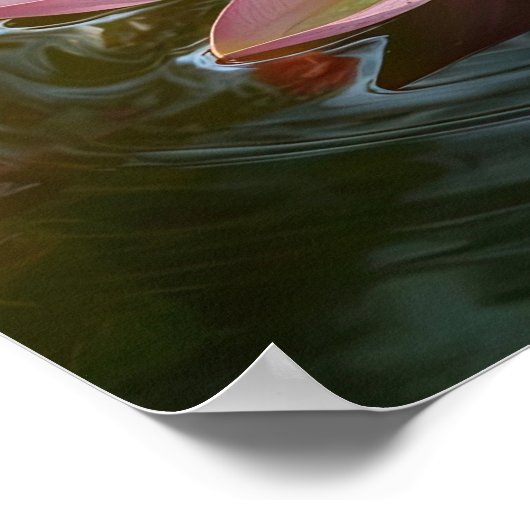 Bee on Lotus Flower ポスター (角)