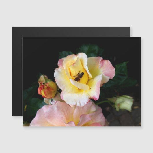 Bee on Pink Yellow Roses花 (正面/裏面)