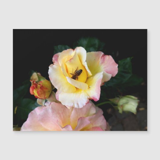 Bee on Pink Yellow Roses花 (正面)