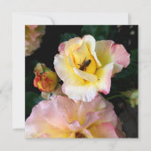 Bee on Pink Yellow Roses花 (正面)