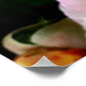 Bee on Pink Yellow Roses花 ポスター (角)
