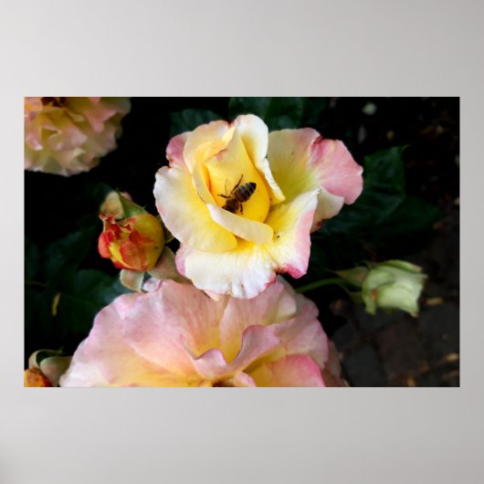 Bee on Pink Yellow Roses花 ポスター (正面)