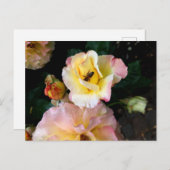 Bee on Pink Yellow Roses花 ポストカード (正面/裏面)