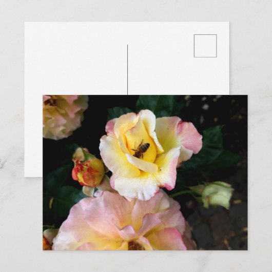 Bee on Pink Yellow Roses花 ポストカード (正面/裏面)