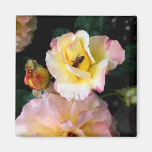 Bee on Pink Yellow Roses花 マグネット (正面)