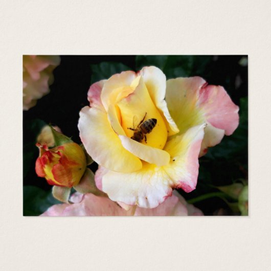 Bee on Pink Yellow Roses Flowers名刺 (裏面)