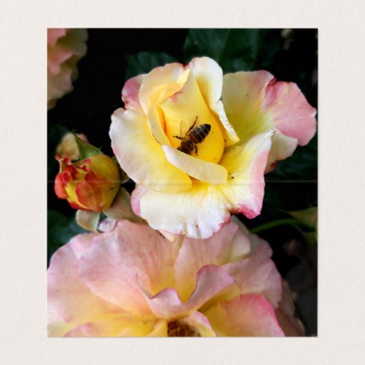 Bee on Pink Yellow Roses Flowers名刺 名刺 (内部フラット)