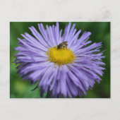 Bee On Purple Daisy Flower Photography  ポストカード (正面)