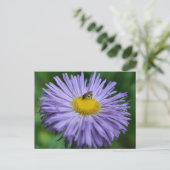 Bee On Purple Daisy Flower Photography  ポストカード (スタンド正面)