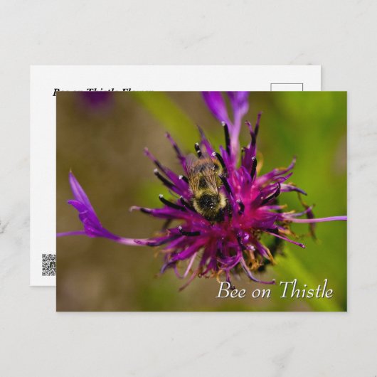 Bee on purple thistle flower ポストカード (正面/裏面)