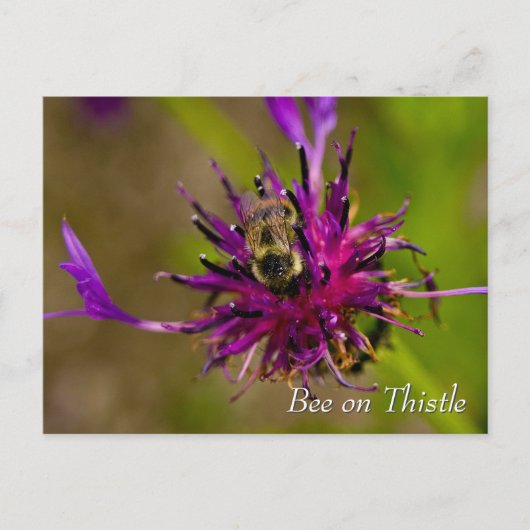 Bee on purple thistle flower ポストカード (正面)