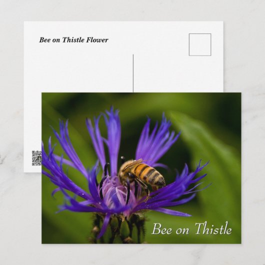 Bee on purple thistle flower ポストカード (正面/裏面)