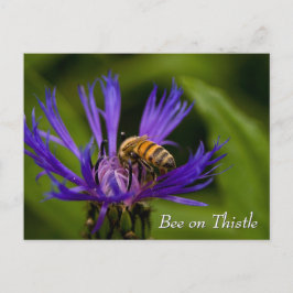 Bee on purple thistle flower ポストカード