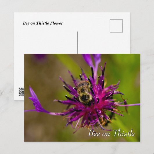 Bee on purple thistle flower ポストカード (正面/裏面)