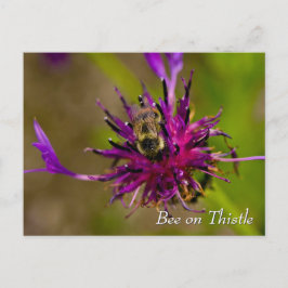 Bee on purple thistle flower ポストカード